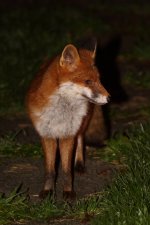 20231106 (10)_Red_Fox_Hoppity.JPG