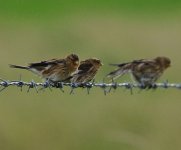 twite best2.jpg