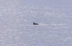 20231118 - Diving duck.jpg