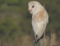 Barn Owl.jpg