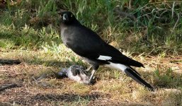 DSC01014 Pied Currawong @ Jerrabomberra Wetlands bf.jpeg