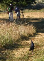 DSC01020 Australasian Swamphen @ Jerrabomberra Wetlands bf.jpeg