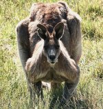 DSC01025 Grey Kangaroo @ Jerrabomberra Wetlands bf.jpeg