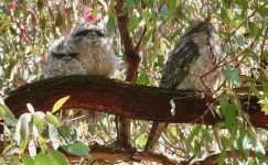 DSC01047 Tawny Frogmouths @ Jerrabomberra Wetlands bf.jpeg