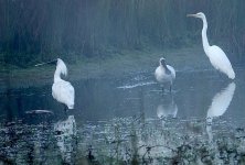 DSC00941 Royal Spoonbills & GreatEgret @ Jerrabombera Wetlands. jpeg.jpeg