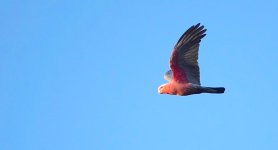 DSC00952 Galah @ Jerrabomberra Wetlands bf.jpeg