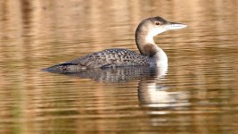 great northern diver Notley Park 29-11-2023 1375.JPG