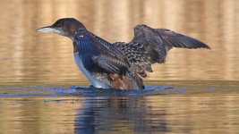 great northern diver Notley Park 29-11-2023 1657.JPG