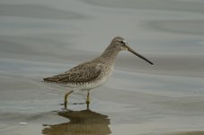 Dowitcher.JPG