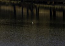 20231205 - Diver at Backwater Reservoir.jpg