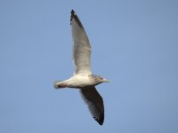 Herring gull.jpg