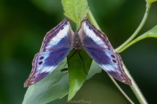 Western Blue Beauty Protogoniomorpha cytor (2).jpg