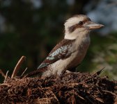 DSC01178 Laughing Kookaburra @ Northbridge.jpeg