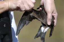 Leach's Storm Petrel ?.jpg