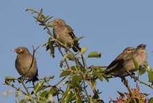 Swamp Warblers or Reed Warblers.jpg