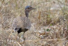 Juvenile Francolin.jpg