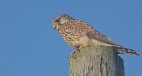 Female Kestrel8c.jpg