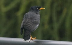 Javan Mynah (2023.12.23).jpg