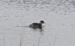 Black-necked Grebe 04 (2023.12.23).jpg