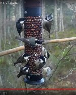 Crestie at the Feeder.jpg