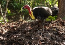 DSC01188 Brush Turkey @ Northbridge golf course bf.jpeg