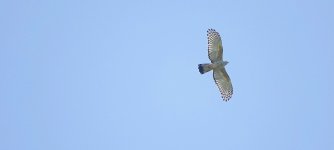 DSC01456 Pacific Baza @ Palmdale bf.jpeg