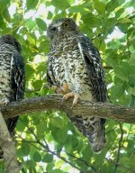 DSC01511 Powerful Owl @ Northbridge bf.jpeg