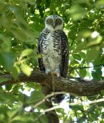 DSC01496 Powerful Owl @ Northbridge bf.jpeg