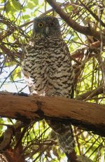 DSC01771 Powerful Owl 'Scarface'@ Wreck Bay Northbridge bf.jpeg