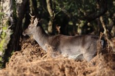 20231211 (36)_Fallow_Deer.JPG