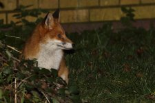 20231220 (2)_Red_Fox_Midge.JPG