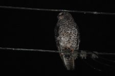 DSC01560 Powerful Owl @ Sailrs Bay Northbridge bf.jpeg