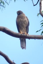 DSC01283 Brown Goshawk @ Northbridge bf.jpeg