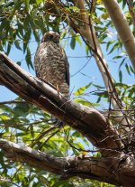 DSC01630 Brown Goshawk @ Sailors Bay Track bf.jpeg