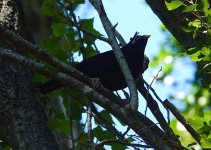 DSC01688 Satin Bowerbird @ Northbridge bf.jpeg