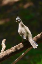 DSC01677 Crested Pigeon @ Northbridge bf.jpeg