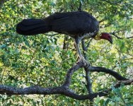 DSC01832 Australian Brush Turkey @ Northbridge bf.jpeg