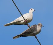 Doves 1 P1280719.JPG