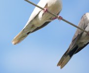 doves 1a P1280728.JPG