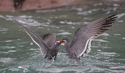 A20 Inca Terns.jpg