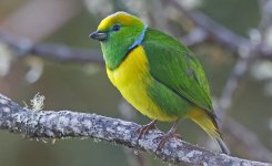 A19 Golden-browed Chlorophonia.jpg