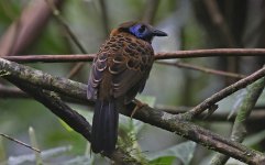 A12 Ocellated Antbird.jpg