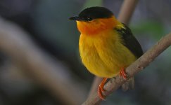 A10 Orange-collared Manakin.jpg