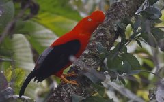 A07 Andean Cock of the Rock.jpg