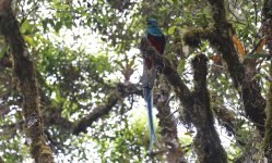 A06 Resplendent Quetzal.jpg