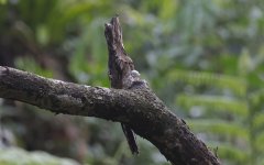 A05 Long-tailed Potoo.jpg