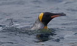 A04 King Penguin.jpg