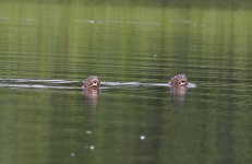 M04 Giant River Otter.JPG