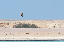 Short-eared-Owl-(2)-fbook.jpg