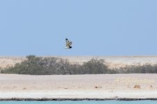 Short-eared-Owl-(5)-fbook.jpg